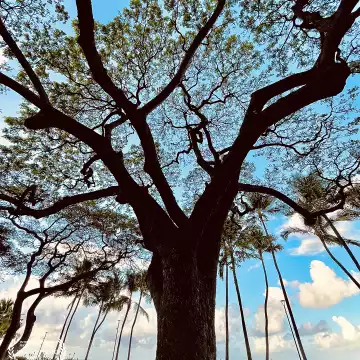 “Center-stage.” Waikīkī, Oahu.