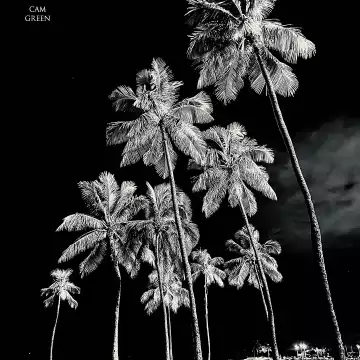 “Night shine.” Waikīkī, Oahu.