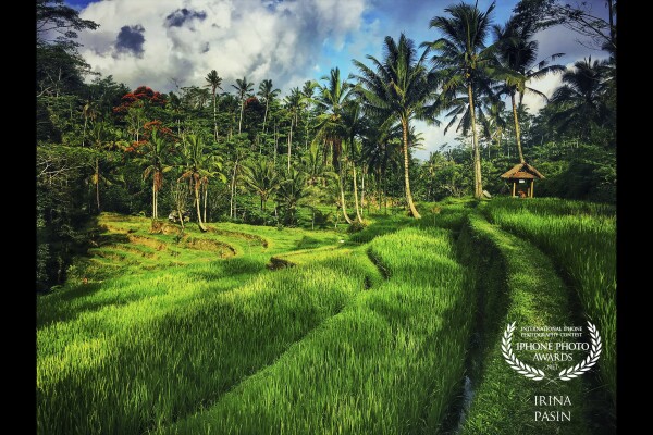 Wondering through the rice fields in Ubud area is one of the most relaxing things I've done. They have a special kind of calm and tranquility about them. I could not resist taking a picture that could at least remind me of their peace. 