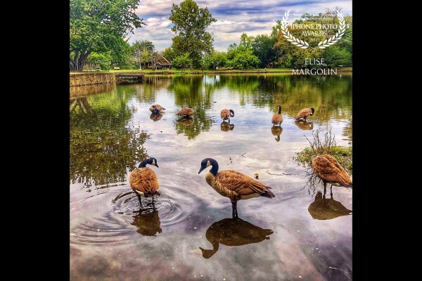 ...And sometimes you almost manage to get all of your ducks in a row! <br />
<br />
Long Island New York is beautiful in the fall, it is famous for the ducks! So many towns have their own duck pond where residents come to relax and enjoy the tranquility.
