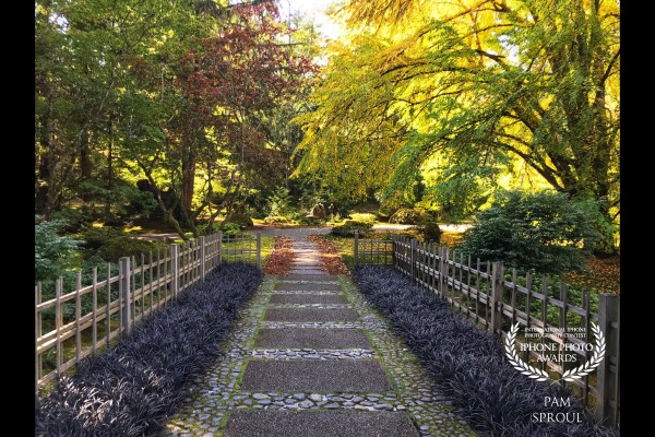 A fall walk through Bloedel reserve. An amazing space created by the Bloedel who transformed a NW forest into curated gardens and beautiful landscapes.<br />
The light that day was amazing and I was able to capture a minuscule amount of the reserves beauty.<br />
“Curated Nature” 2018