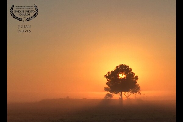 Colores otoñales del amanecer entre nieblas muy bajas en los campos de Madridejos en Toledo, espere que el sol hiciese su aparición en el horizonte para que quedase detrás del árbol para dar un toque especial a la imagen.
