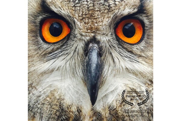 TWIT TWOOOO <br />
<br />
All o f nature’s creatures are a wonder ... what makes his eyes so orange and his markings so symmetrical. Complete perfection. . 
