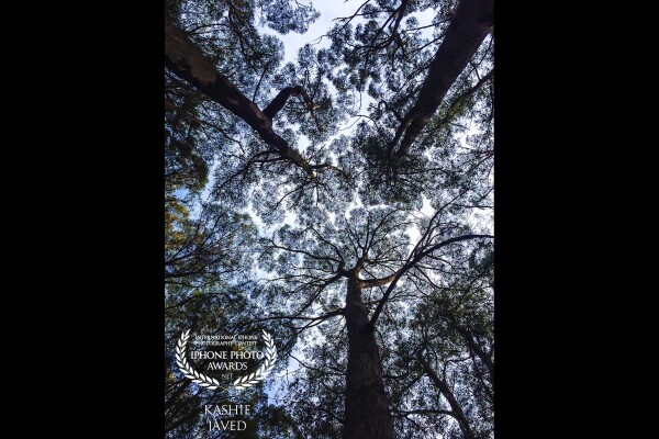 This photo was taken at Mount Dandenong in Melbourne. It was a crisp winter afternoon with clear skies, light falling through tall eucalyptus trees was creating a mystical mood<br />
<br />
“If you look the right way, you can see that the whole world is a garden.”  ― Frances Hodgson Burnett, The Secret Garden