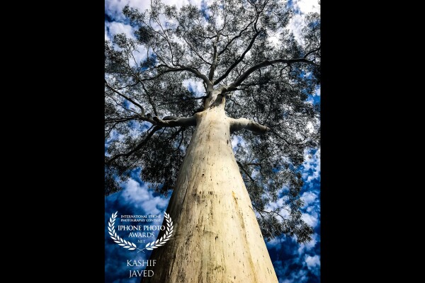 I took this photo on a warm autumn day at Healesville Sanctuary in Melbourne - Australia. I loved the way this tree was standing tall with gorgeous contrasty skies in the background, luckily I changed my perspective to spot this beautiful view<br />
<br />
“If you look the right way, you can see that the whole world is a garden.” ― Frances Hodgson Burnett, The Secret Garden