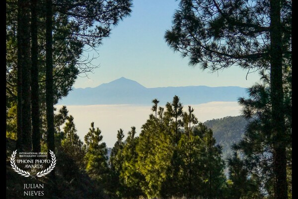 Desde una de las pistas forestales del parque Natural  Montañon Negro en la isla de Gran Canaria, encuadro entre los pinos el Teide, entre un mar de nubes, separando ambas islas de Gran Canaria y Tenerife.