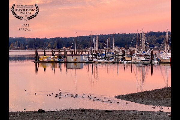 On a seaside walk I noticed the sunrise developing a pink tinge~ then this amazing pink sky arrived followed by the duck parade -Liberty Bay Pacific Northwest, Pink Sunrise -2020