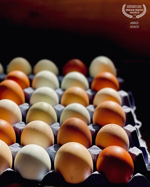 The light was too much to ignore on these locally produced organic eggs. Capturing the last rays of summer at a recent retreat. <br />
<br />
The formation is also pleasing to the eye.