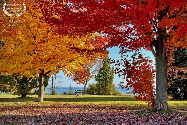 This is a park close to where I live and it parallels the northern shore of Lake Ontario. This Autumn, the colours of the Canadian Maples have been exquisite. I love how this image displays the kaleidoscope of colours of the trees and the blue of the lake. The bench provides a resting place to sit and absorb the beauty all around.