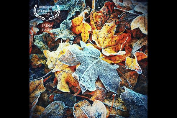 When the fall is not quite ready to leave yet, but Mr Frost is making his mark in the early mornings by sprikling the colourful leaves with the frosting.