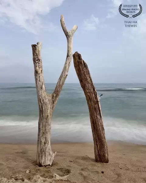 Interesting tree trunk formation and long exposure shot from the beach Platja de la Fonollera, Costa...