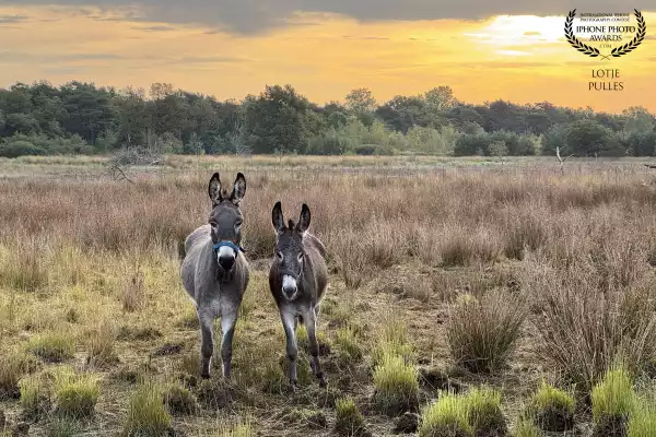 These donkeys protect the sheep from wolves.