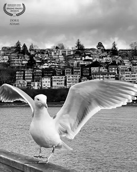 My morning walk at the pier.
Location! White Rock, BC
Device: iPhone 16Pro