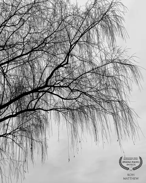 Trees on the Hangang River