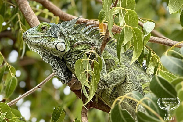 A green iguana in the Dutch Caribbean
