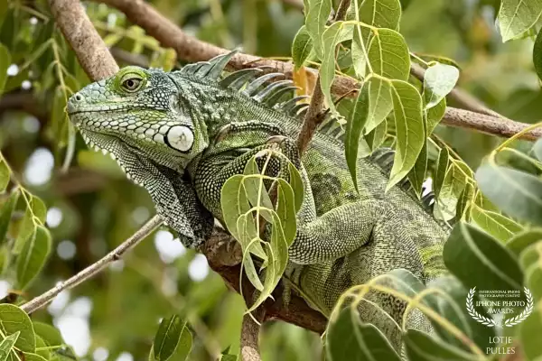 A green iguana in the Dutch Caribbean