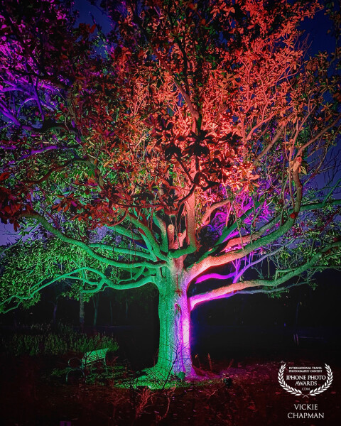 A beautiful lightscape highlighted an old oak tree at the Botanic Gardens in Fort Worth, Texas, USA. I thought it gave the tree an otherworldly look.