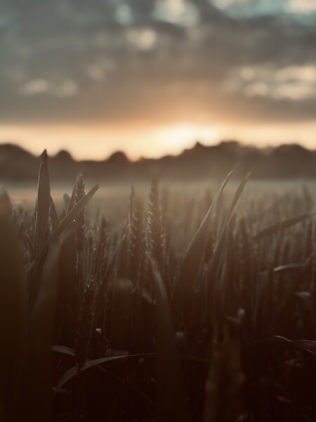 Sundown at Woodhenge, Wiltshire through the grassy fields.