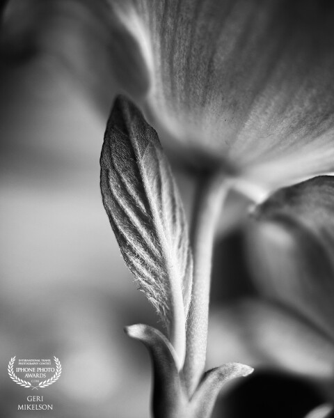 Macro photography is one of my special interests. Even the backs of flowers I find interesting, Capt...