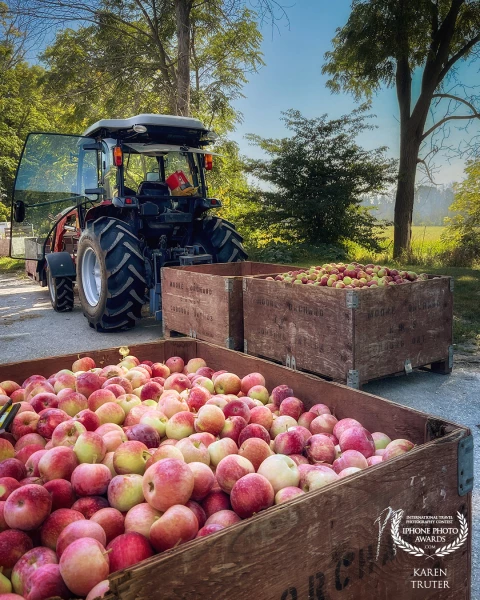 We live on what is called “The Apple Route” and our local farm is Moore Orchards. They had just harvested when I took this photo in the early morning. The apples were very good.