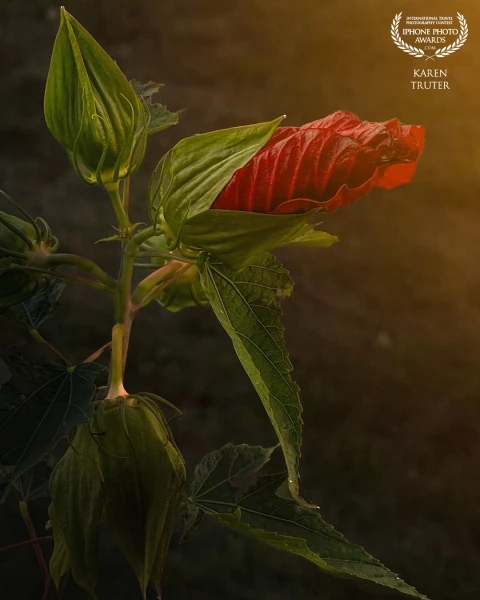 Here in Ontario, Canada, we have had an extended summer throughout September allowing our giant Hibiscus to squeeze out its last flowers of the season.