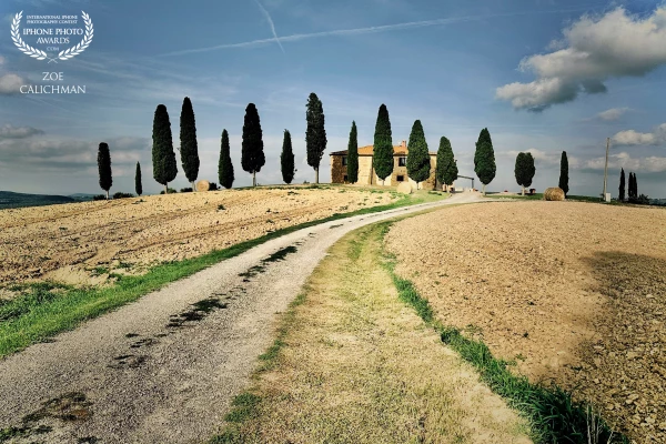 Favorite Cypresses in Tuscany countryside.