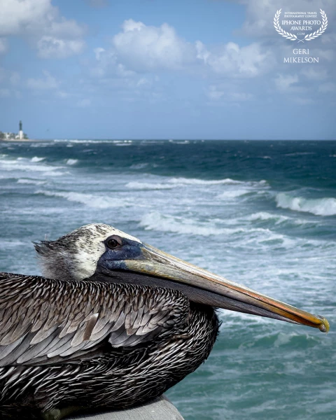 I loved this pelican resting quietly on the pier railing at Pompano Beach, Florida. He seemed unflustered by me coming close to take his photo.