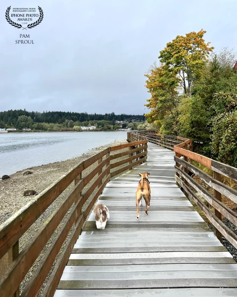 Deep gratitude for the beauty surrounding our crew on our morning walks <br />
<br />
"Harborwalk Joy" - 3023