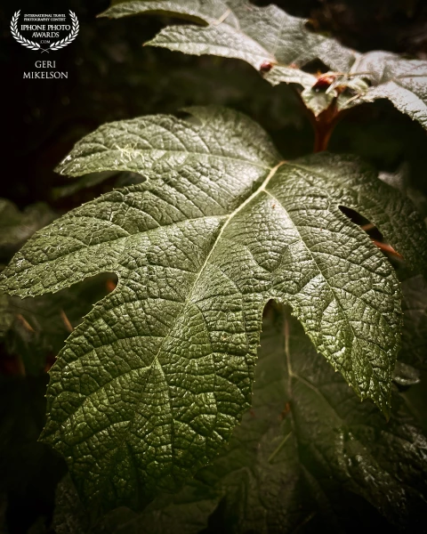 I saw these leaves while on a walk around a small lake near my house. The light was hitting them in a way that caught my eye immediately.