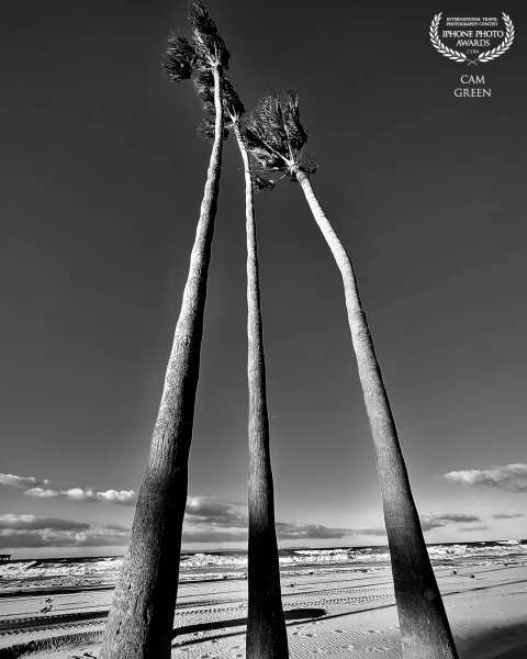 “Palm Threes.” Newport Beach, California.