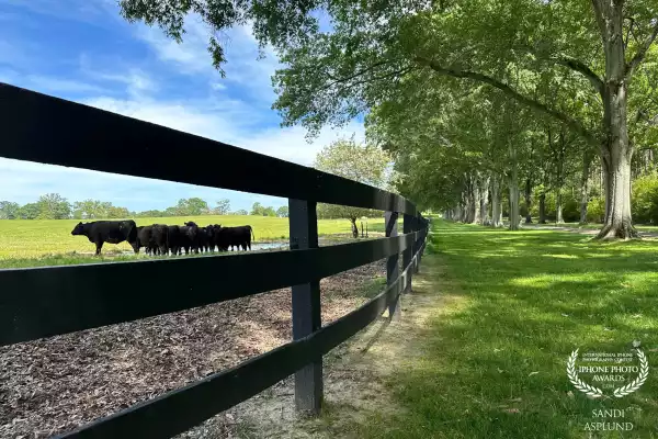 Grazing on the 27,000 acre campus of Berry College located in Rome, Georgia, USA, this herd is perfectly content. The Berry Farms' Angus Beef Enterprise works with the students to raise the cattle.