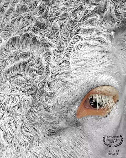 “Curly Hair and Long Lashes”<br />
Color splash edit of a beautiful cow in Mannlichen, Switzerland.