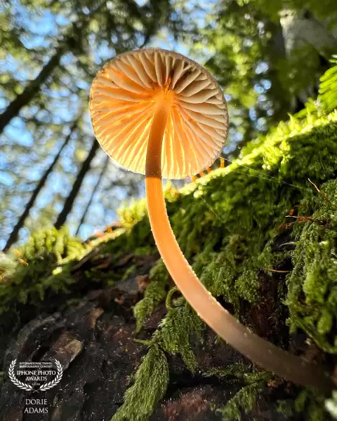 I spotted this mushroom on my hike at Grouse Mountain, North Vancouver, B.C. I was super careful not to fall on the cliff to get the right angle to shoot this mushroom. I didn’t stop shooting until I’m happy on the outcome. Taken with iPhone 13Pro