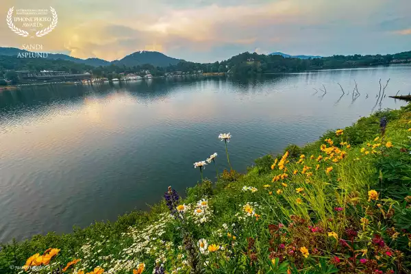 Wildflowers abound along the banks of Lake Junaluska, North Carolina.