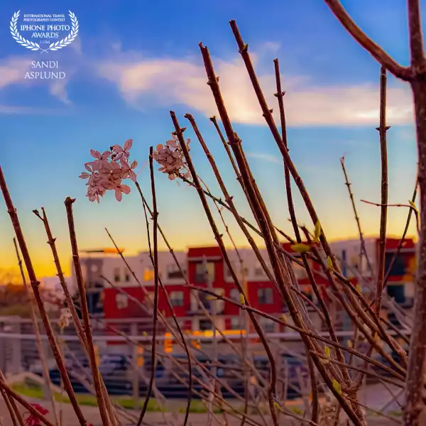 Walking in downtown Chattanooga and noticed the beautiful sunset colors highlighting new growth.  You just can't pass by scenes like this without being thankful.