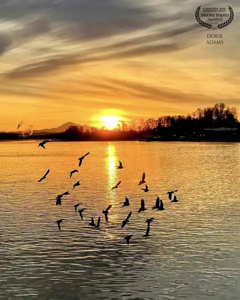 This was taken on my morning walk at Vancouver River District with iPhone 13Pro. Birds are meeting here and energetic flying around every morning. Was fortunate to captured them in this composition.