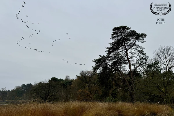 When the geese from Scandinavia fly over to the South.