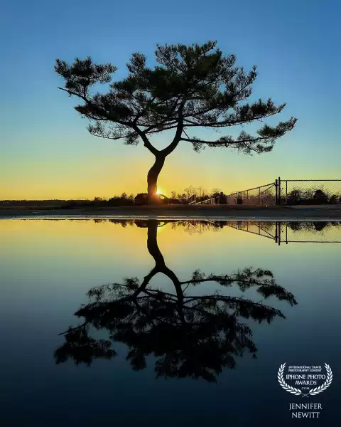 Beauty in a Parking Lot Puddle <br />
- Centre Island Beach, NY