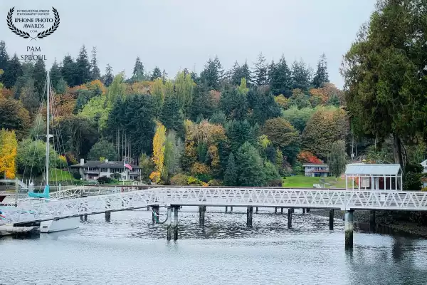 The white dock so perfectly frames the autumn burst of color <br />
“Autumn trees on Eagle Harbor”-2024