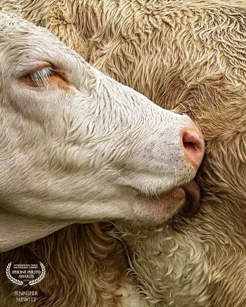 “Cow Lick” <br />
This cow in Mannlichen, Switzerland, was turned back on itself, licking its side. I liked the detail of the close crop, where you can even see flecks of grass on its tongue. The crop also make it ambiguous as to whether the cow is licking another cow or itself.