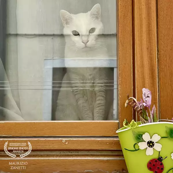 The wonder of Venice is not only in the hundred churches and hundred wonderful palaces, architectural masterpieces and treasure chests of thousands of works of art. The wonder is also getting lost in its "calli" and finding yourself face to face with a white cat that observes you from a window that you can touch...