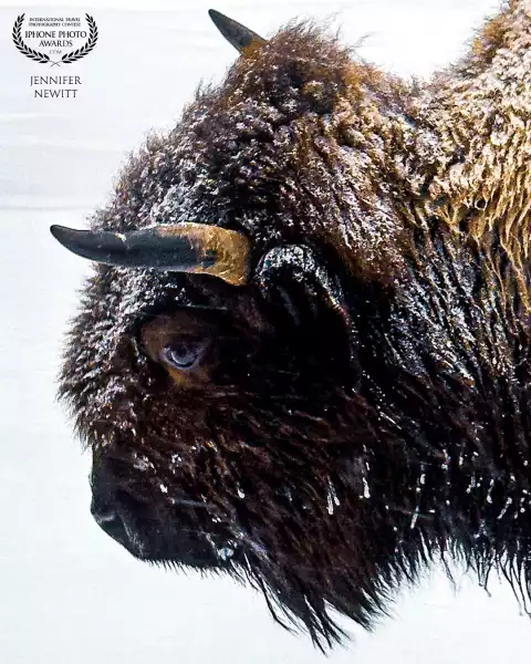 Lone Bison<br />
On a winter tour of Yellowstone National Park, this lone bison came strolling down the snow covered road and fortunately passed right next to my window on the snow coach tour bus, and I was able to get the close-up shot, even through a streaky window!