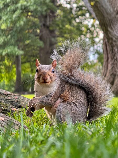 Excuse me, do you have a moment to talk about acorns?