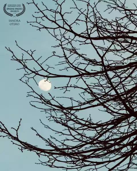 Out for an evening stroll, I turned around and found the moon just peeking through the branches. 'Th...