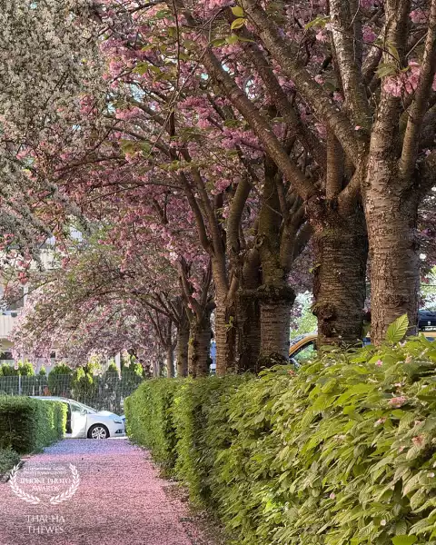 Nearing the end of the cherry blossom season. Tree-lined sidewalk in Freiburg, Black Forest, Germany...