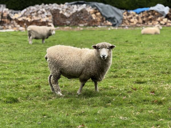We shared eye contact for a good few minutes. The curiosity with which this sheep was looking at me...
