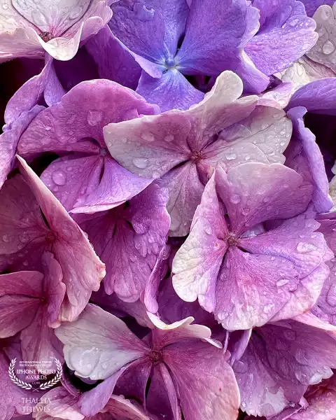 Hydrangea petals with raindrops.