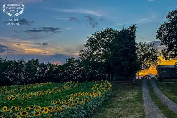 The Smith Perry Berries sunflower fields at sunset. Amazing fields this year.