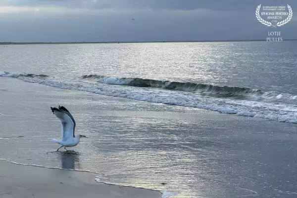 Seagull catching crab