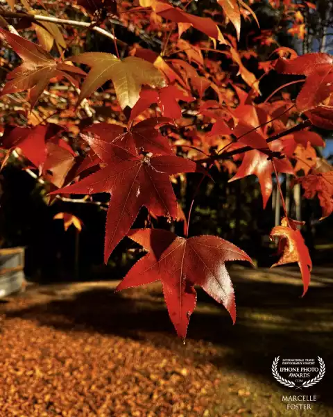 Autumn is a favourite season with a richness of colour and texture